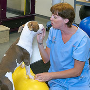 Veterinary Physical Therapy Room