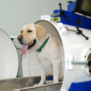 Dog in Veterinary Hyperbaric Chamber